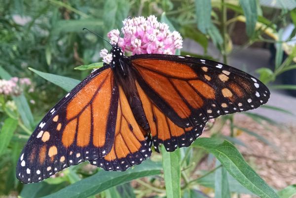 A Monarch butterfly feeding on milkweed on campus.