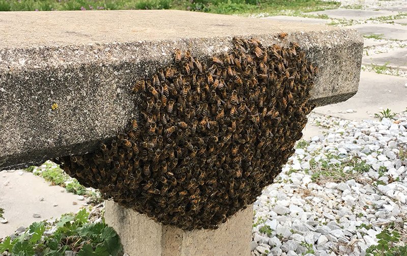 swarm_800.jpg