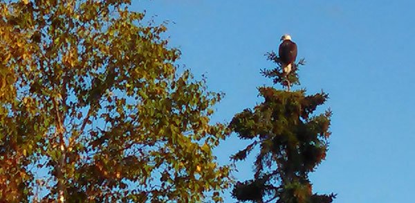 eagle_on_spruce.jpg