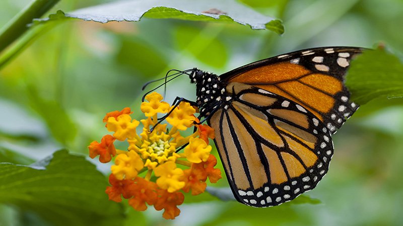 091125 pollinate.jpg