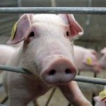 hog-150x150.jpg