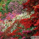 azaleas-150x150.jpg