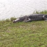 gators on the golf course gators-on-the-golf-course-150x150.jpg